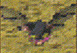 Saigneur/Chauve-souris dans 